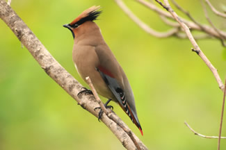 Japanse - of Siberische pestvogel - Bombycilla japonica